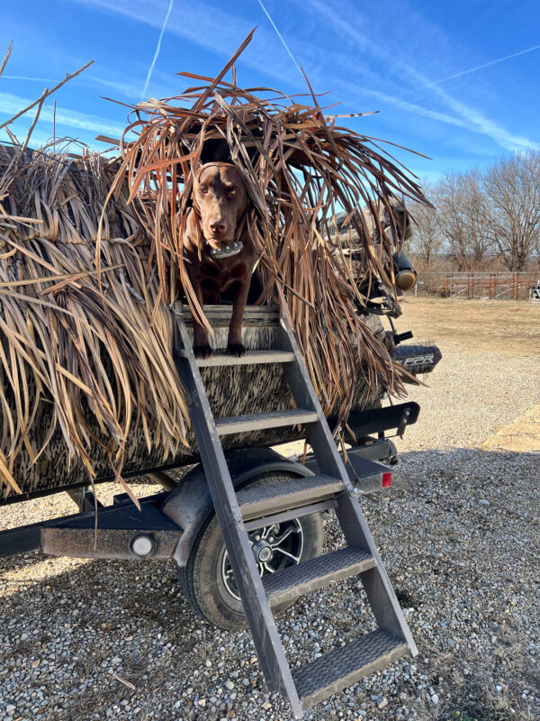 Dog Ladder Kit - Image 6